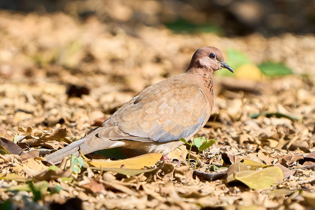Laughing Dove - ML562029811
