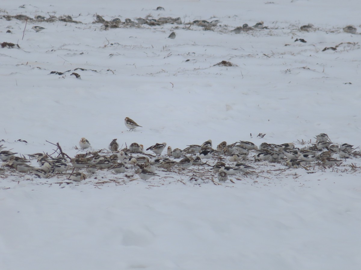 Snow Bunting - ML562029951