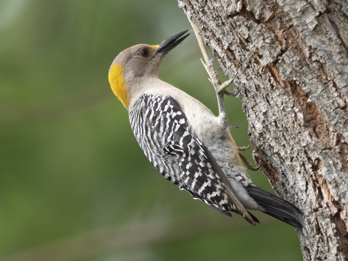 Golden-fronted Woodpecker - Steven Hunter