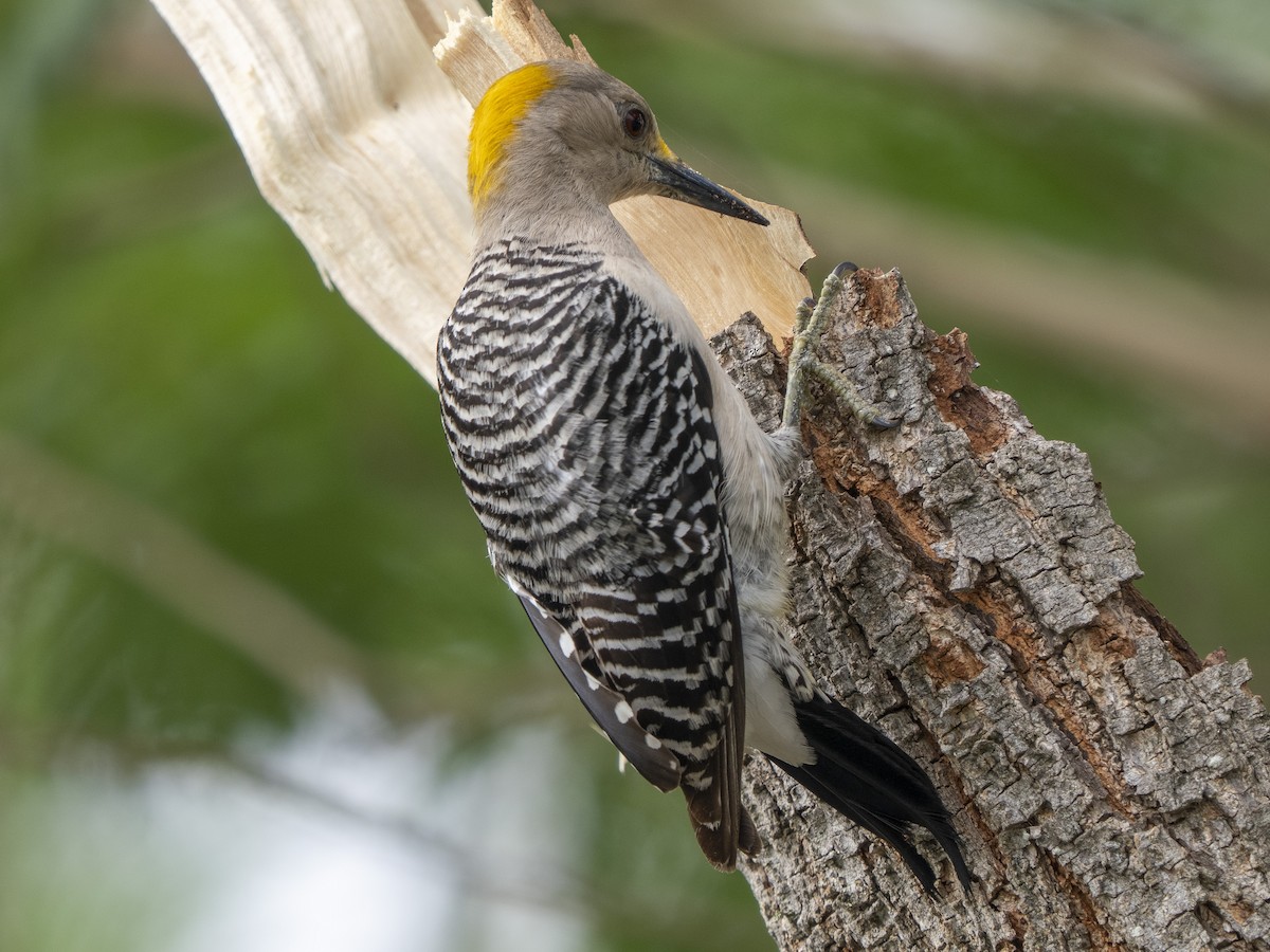 Golden-fronted Woodpecker - ML562031861