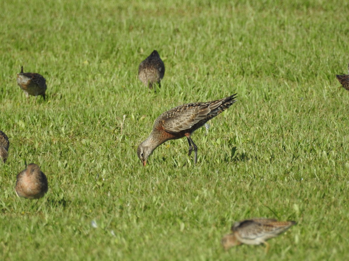 Hudsonian Godwit - ML562033271