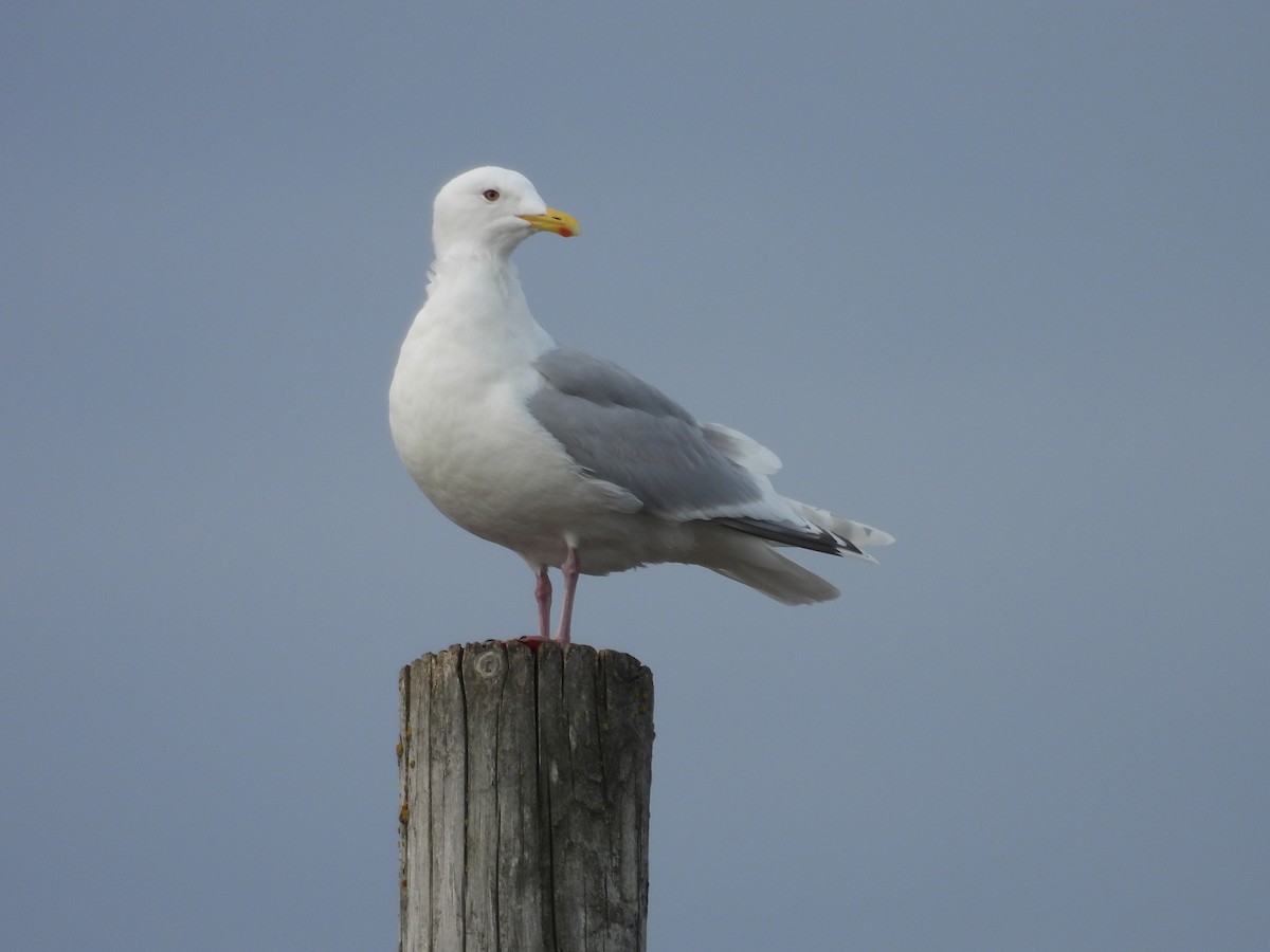 Iceland Gull - ML562034021