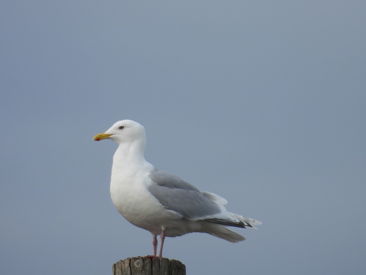 Iceland Gull - ML562034031