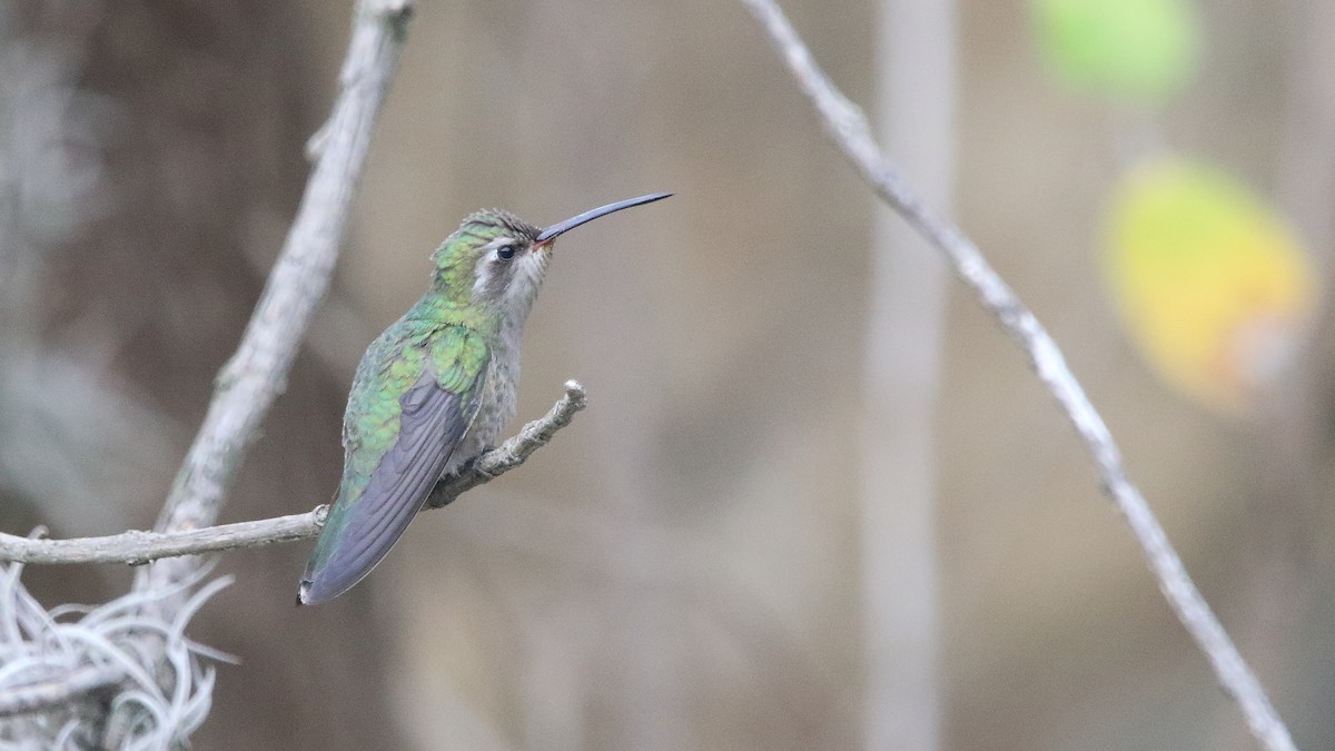 Broad-billed Hummingbird - Anuar López