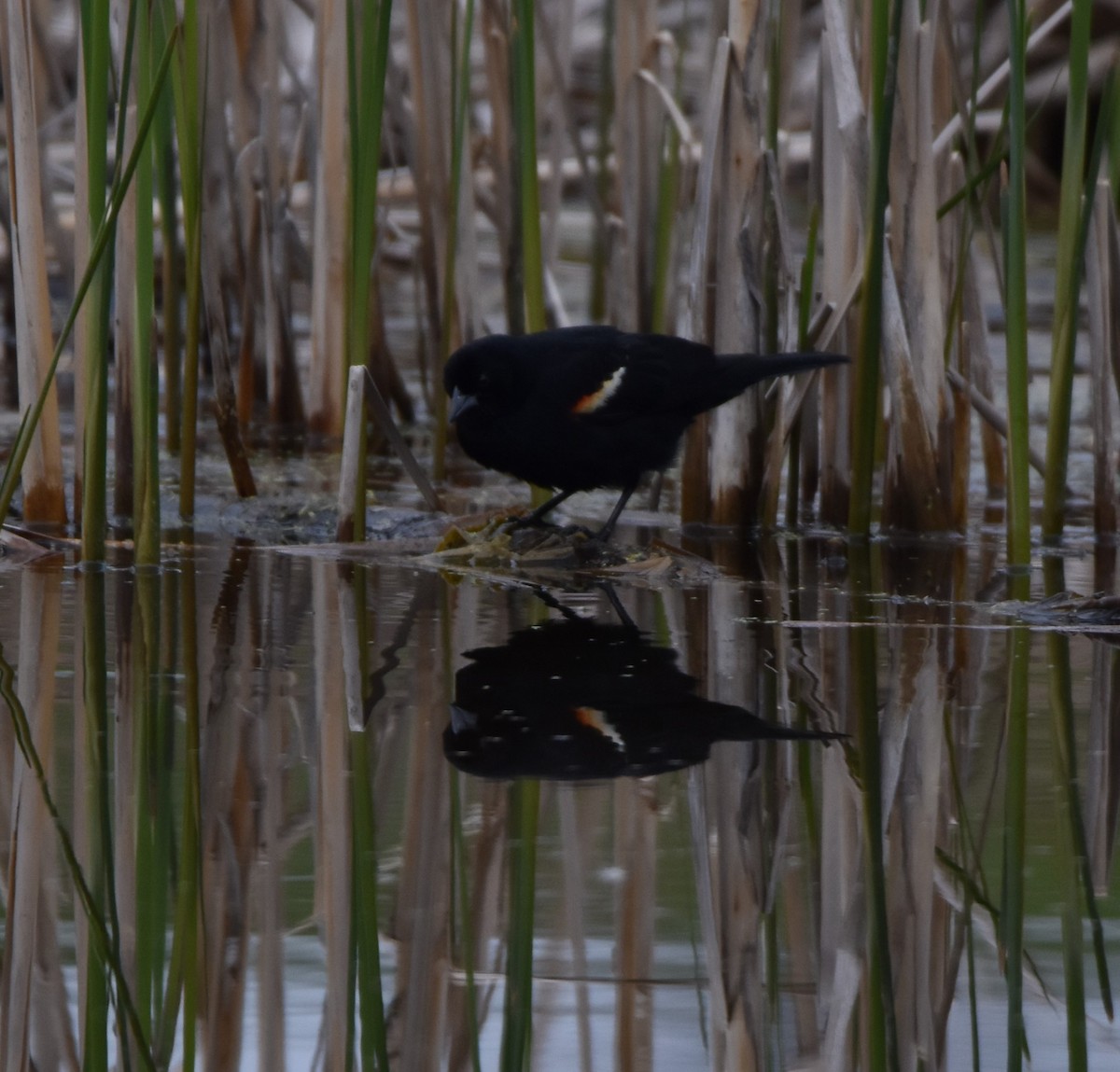 Red-winged Blackbird - ML562035831