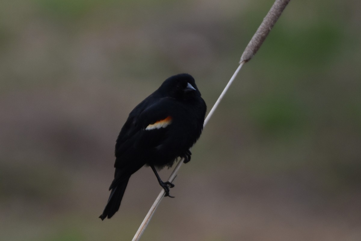 Red-winged Blackbird - Kay Collins