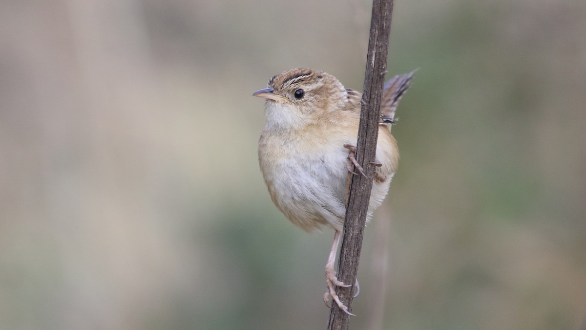 Grass Wren (Northern) - ML562036641