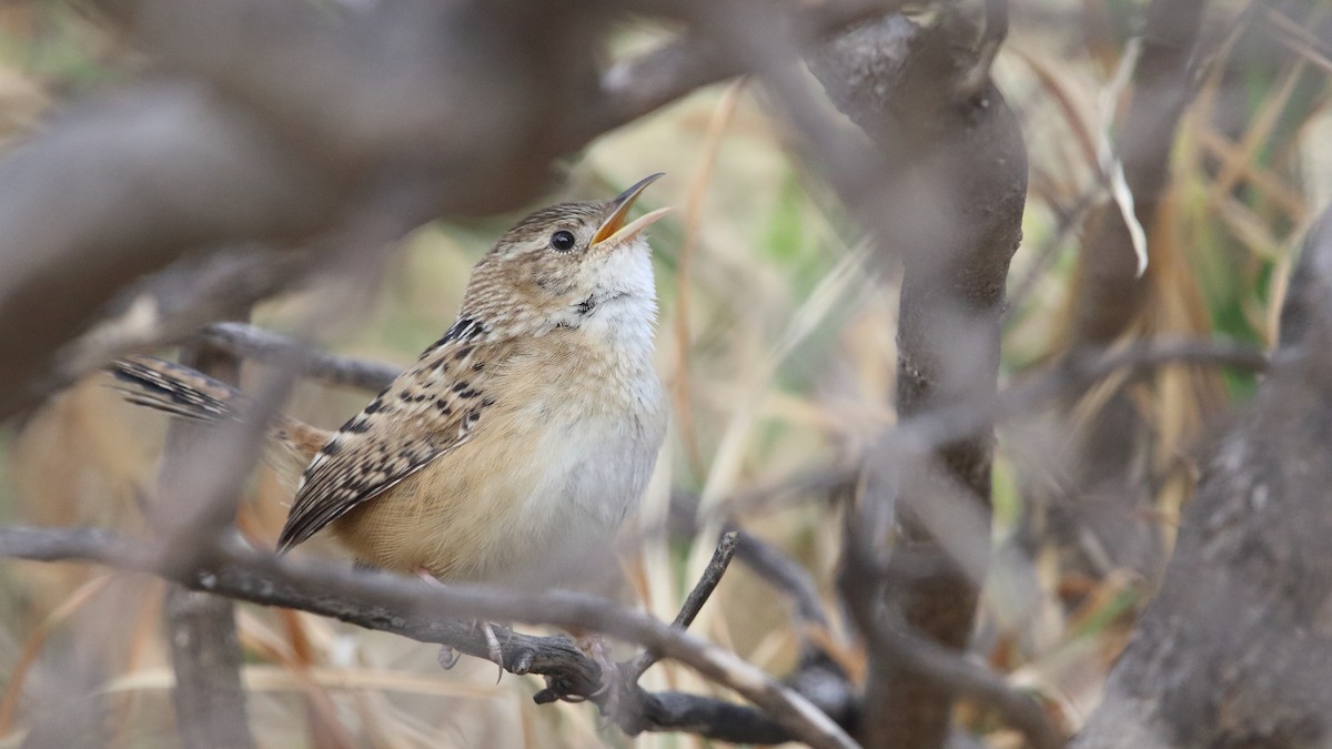 Grass Wren (Northern) - ML562036691