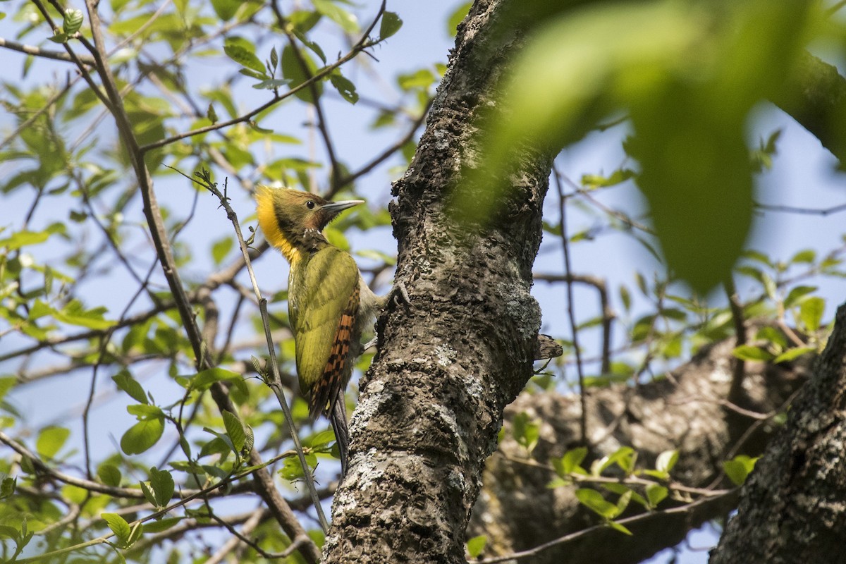 Greater Yellownape - Ramesh Shenai