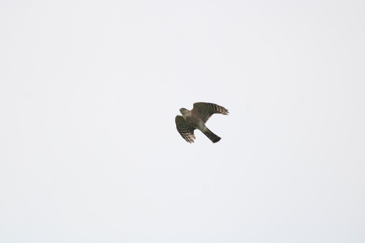 Sharp-shinned Hawk (Northern) - ML562038171