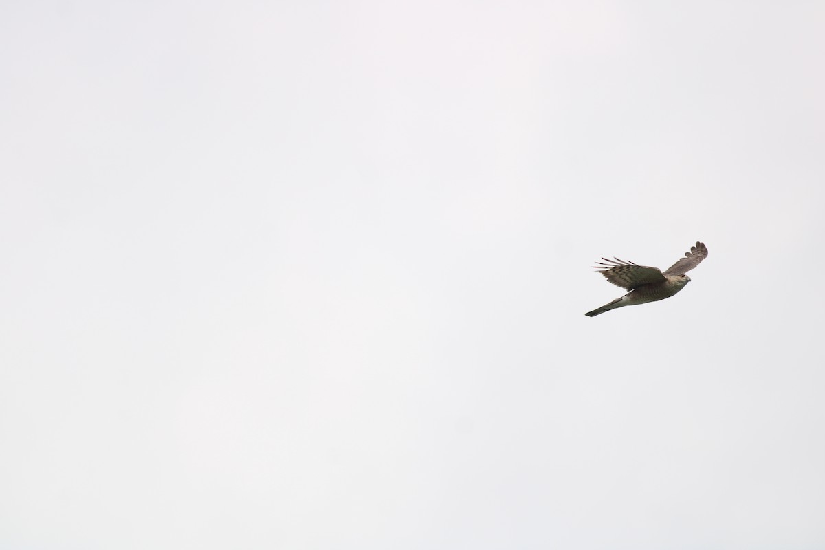 Sharp-shinned Hawk (Northern) - ML562038211