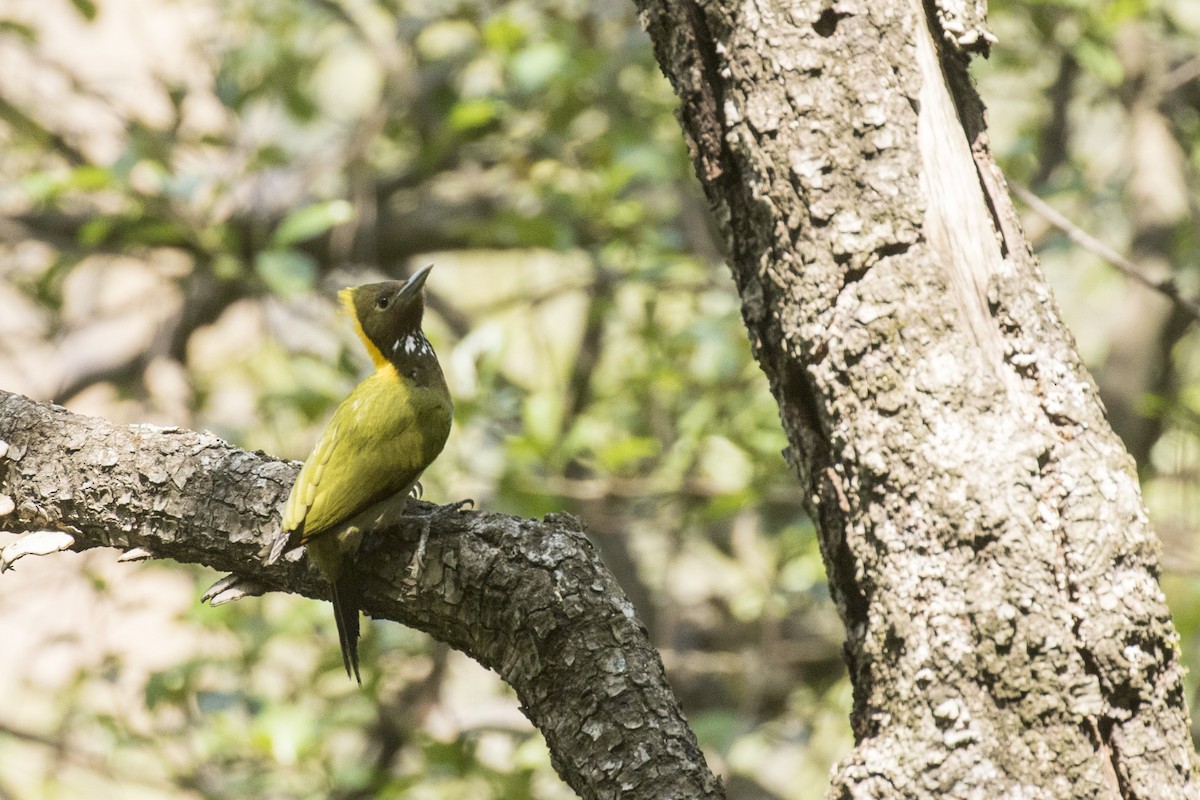 Greater Yellownape - ML562038241