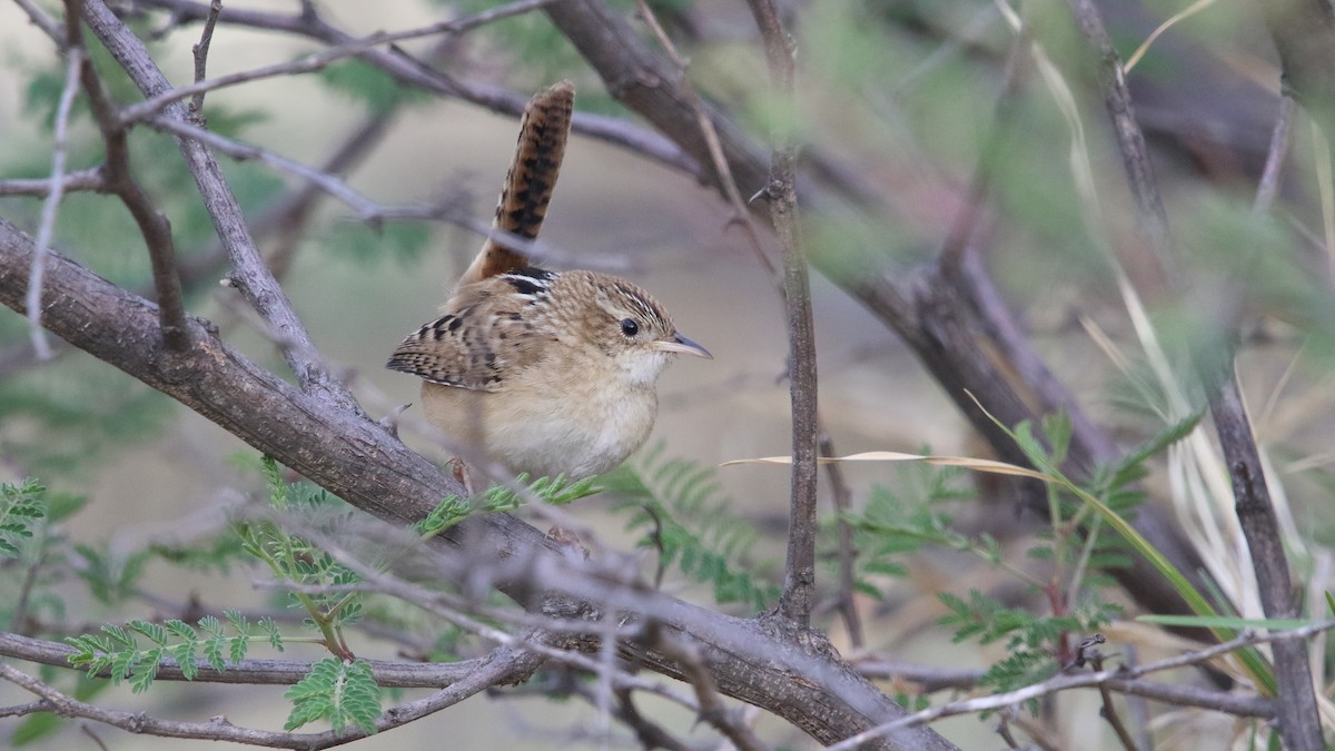 Grass Wren (Northern) - ML562038871