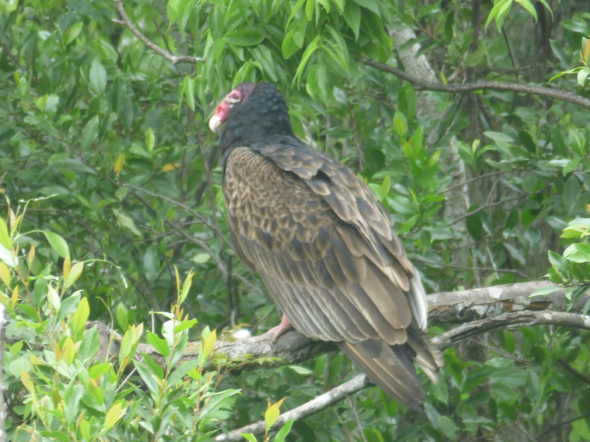 Turkey Vulture - ML562039841