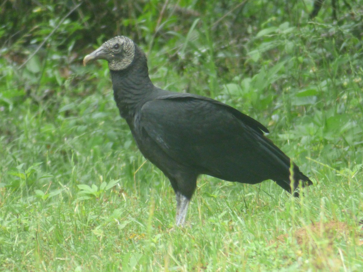 Black Vulture - ML562039941