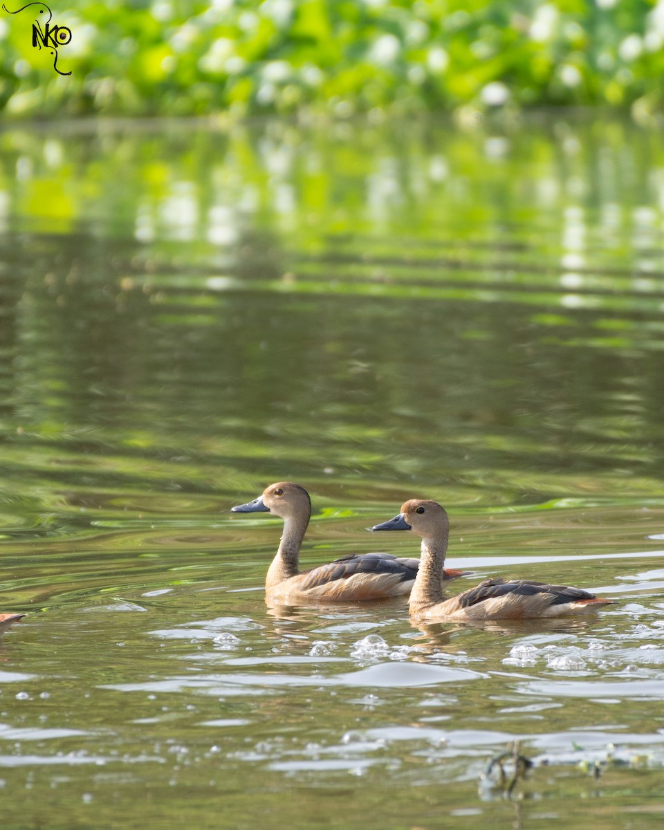 Lesser Whistling-Duck - Nawin Tiwary