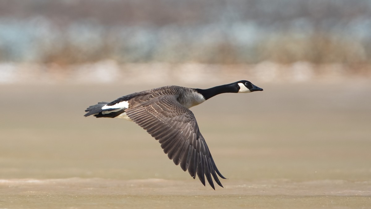 Канад галуу - ML562040291