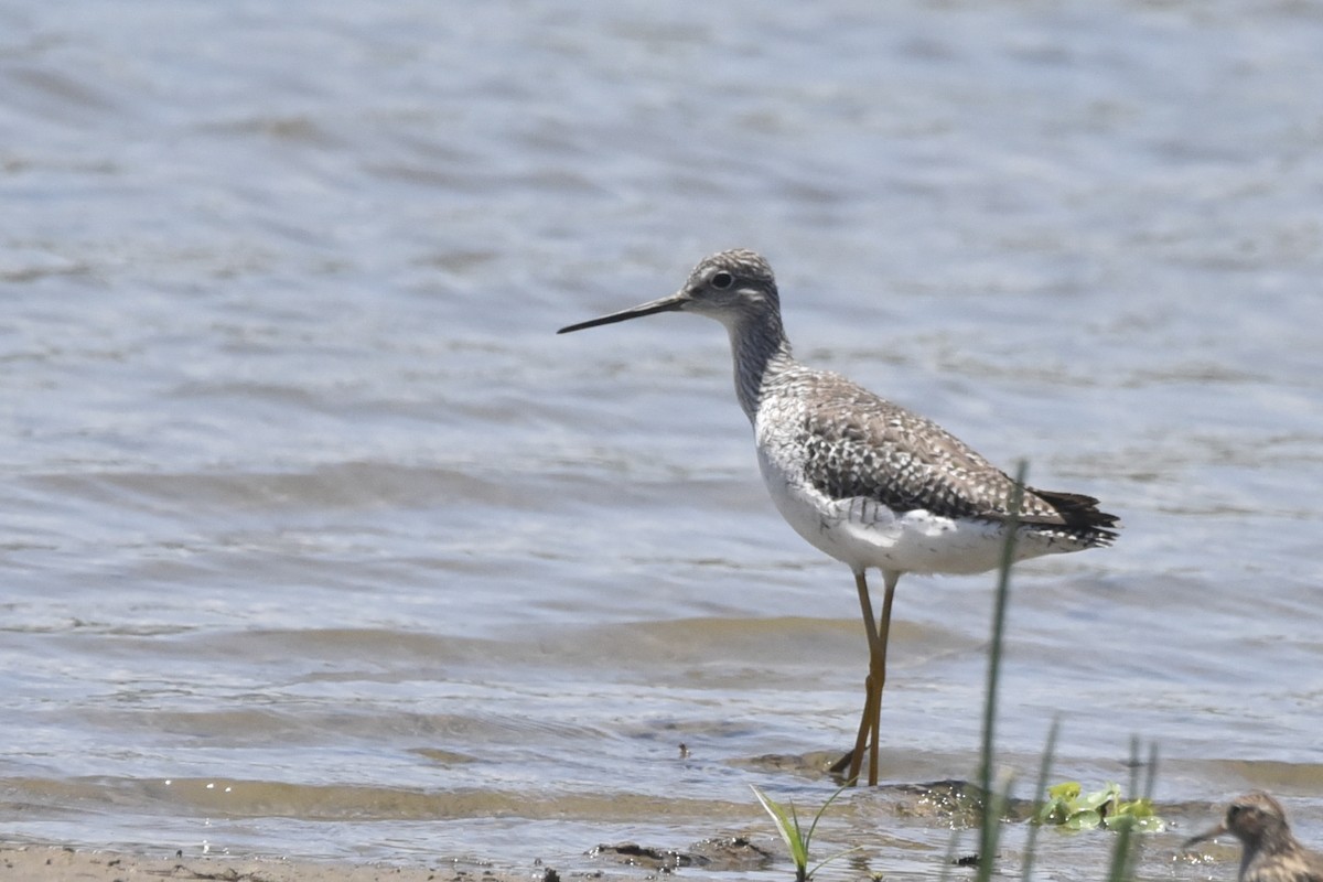 Greater Yellowlegs - ML562040381