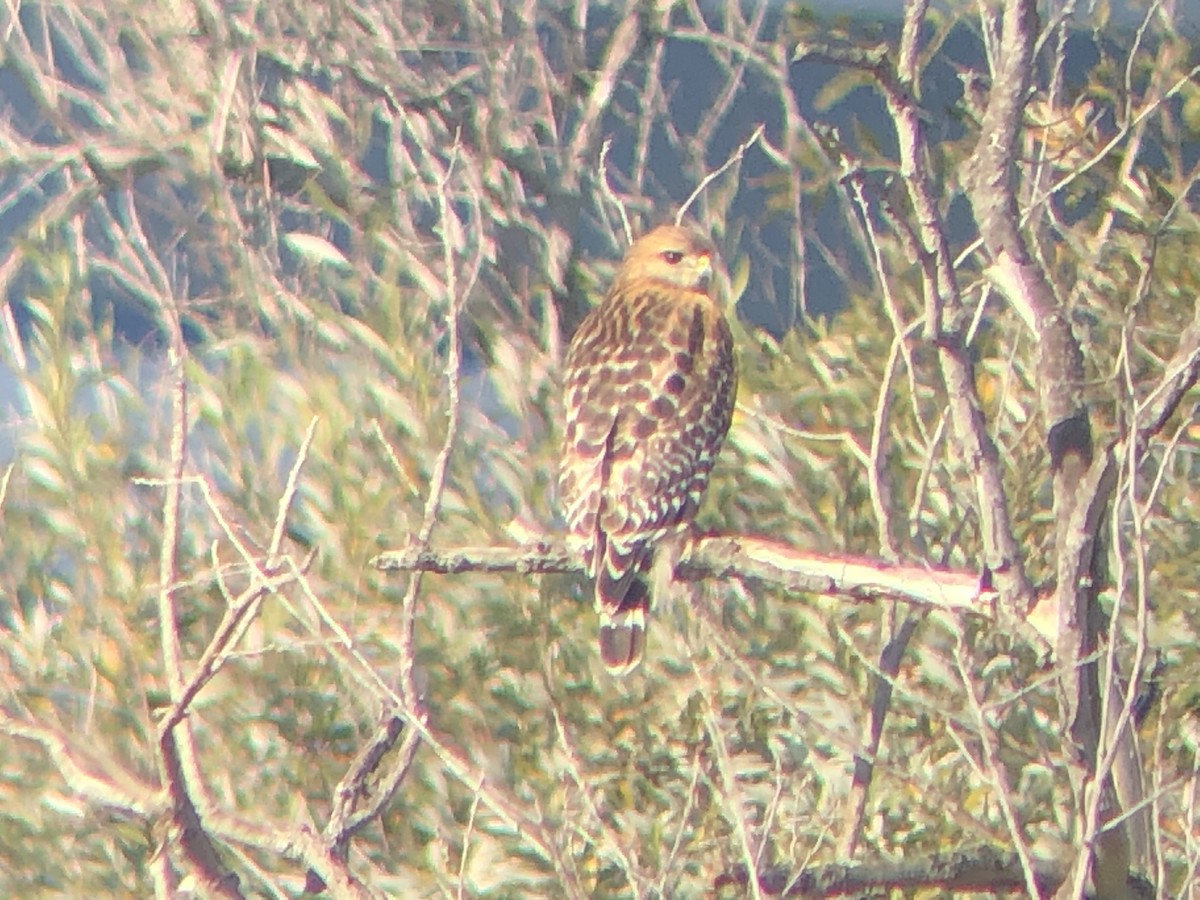 Red-shouldered Hawk - ML562041011