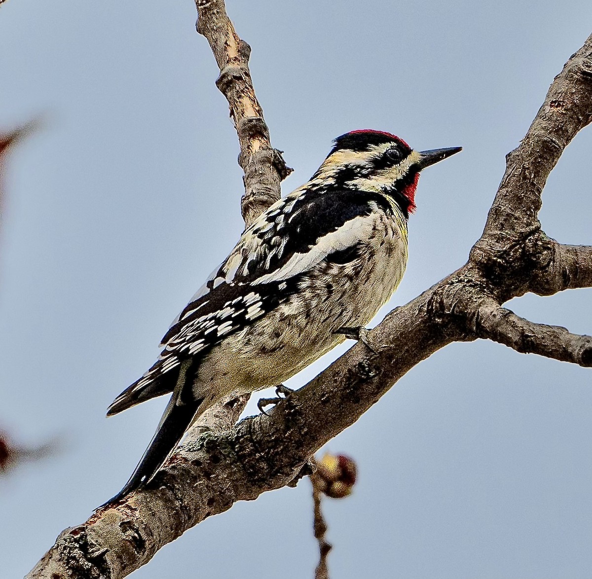 Yellow-bellied Sapsucker - ML562041561