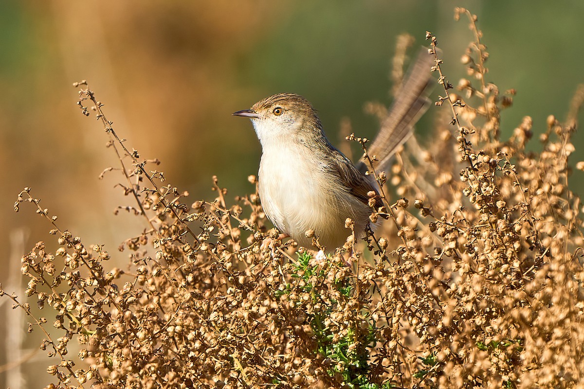 Graceful Prinia - Yuh Woei Chong