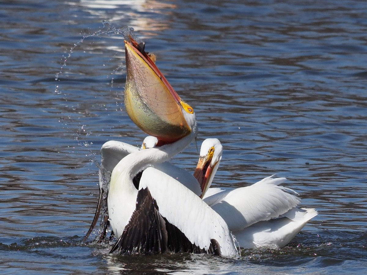 American White Pelican - Leslie S