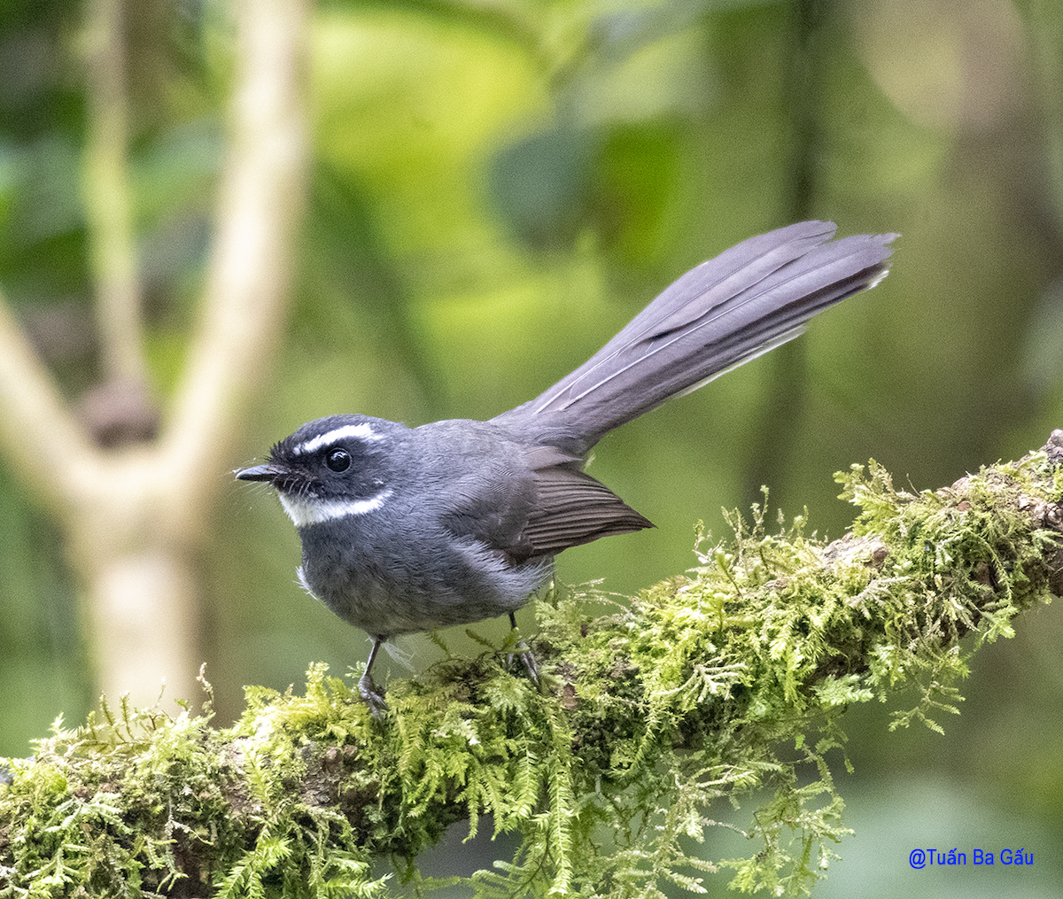 White-throated Fantail - ML562041841
