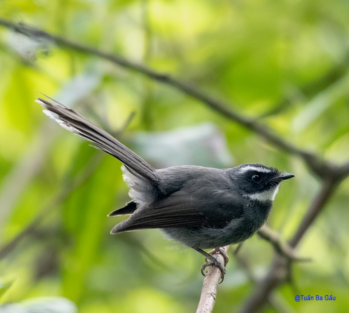 White-throated Fantail - ML562041851