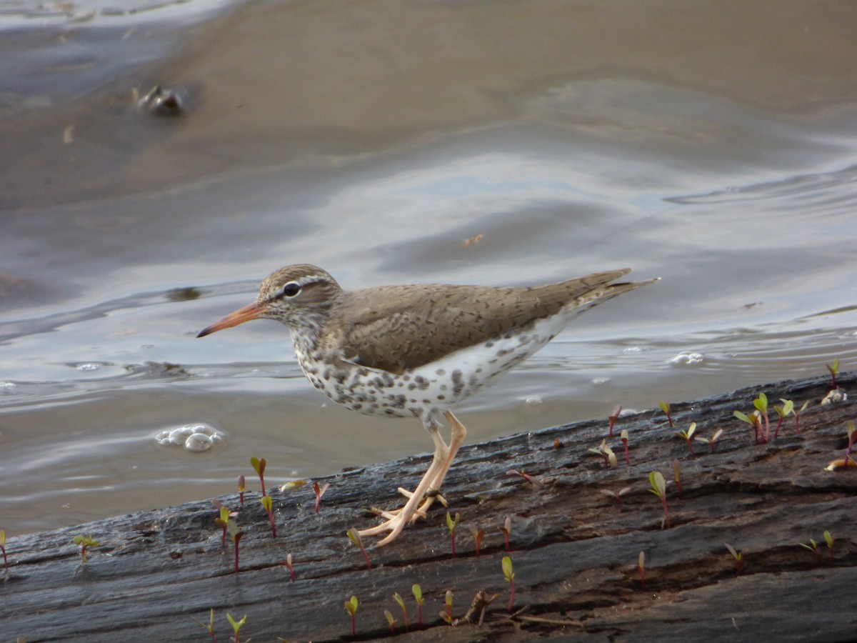 Spotted Sandpiper - ML56204191