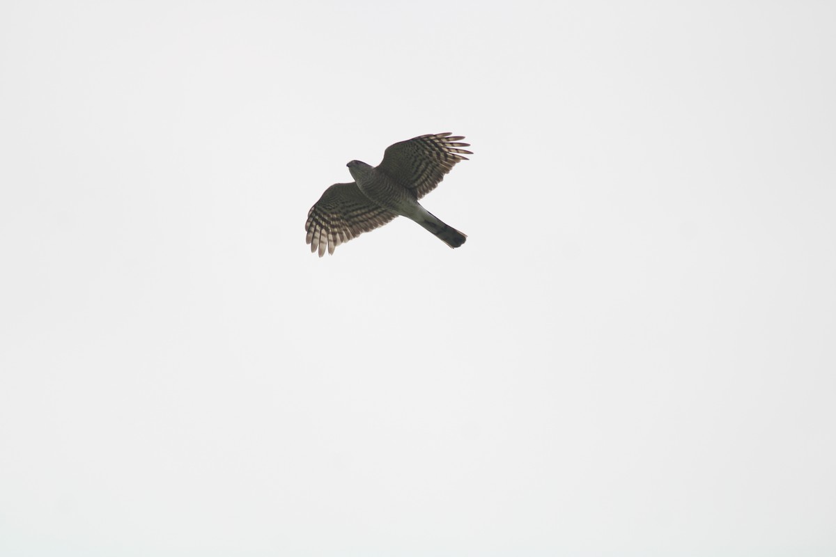 Sharp-shinned Hawk (Northern) - ML562041931