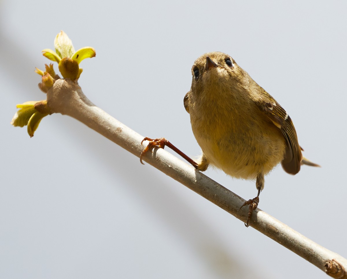 Ruby-crowned Kinglet - ML562042071