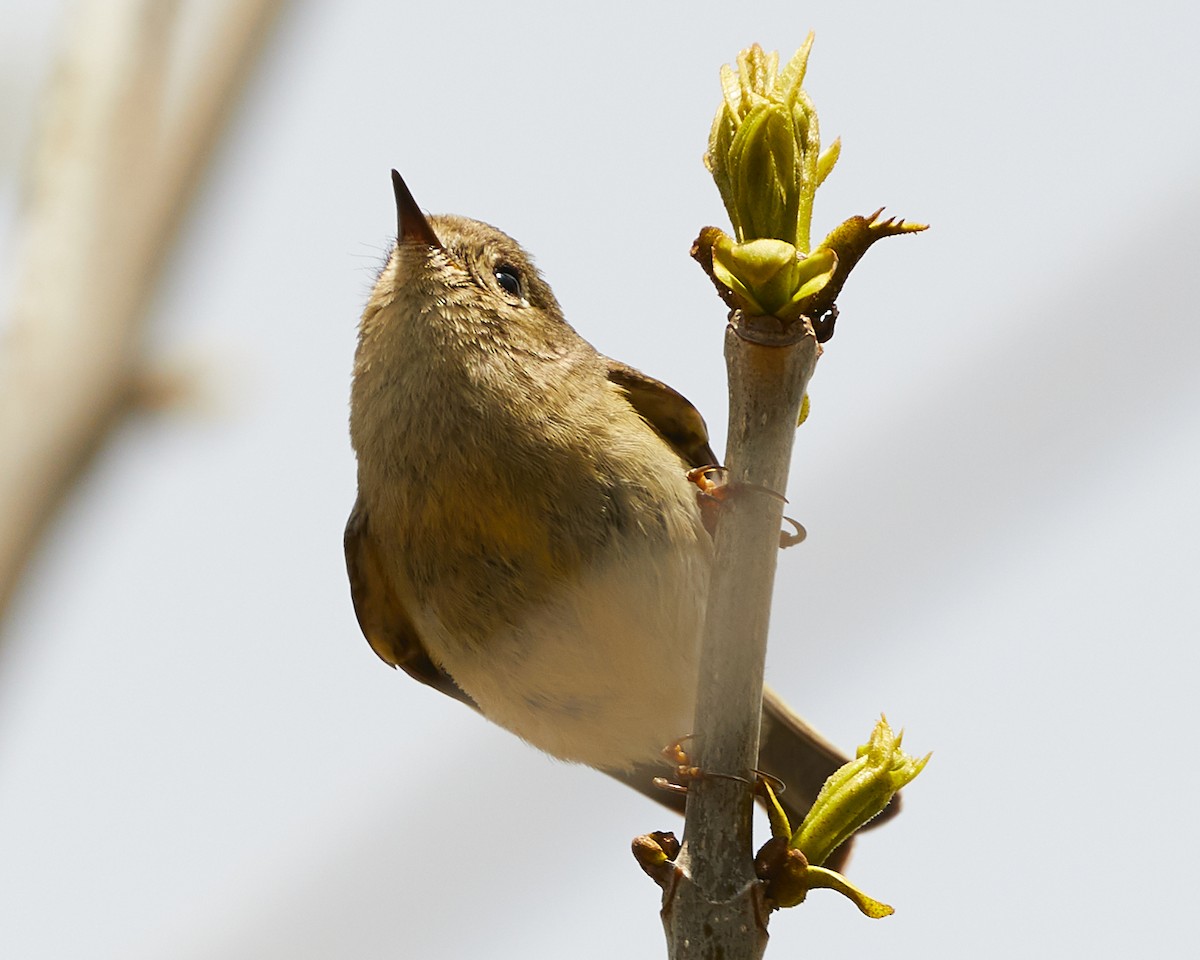 Ruby-crowned Kinglet - ML562042091