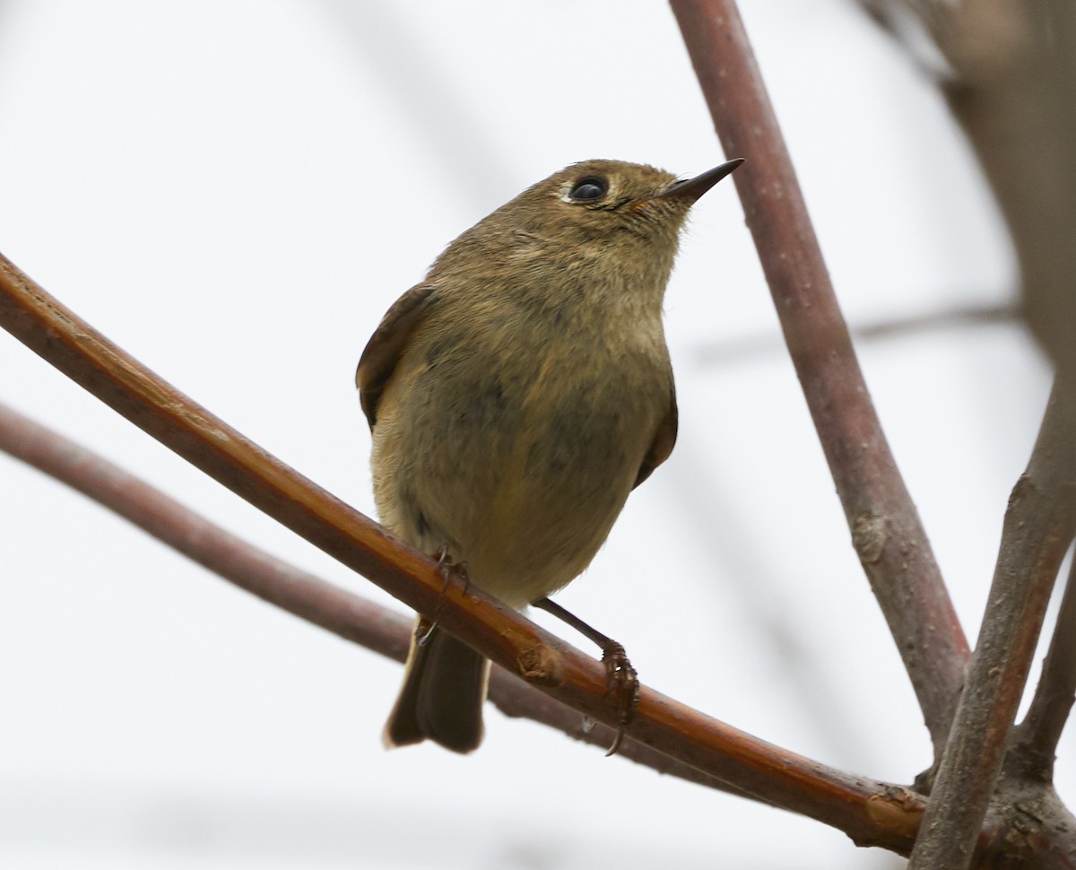 Ruby-crowned Kinglet - ML562042101