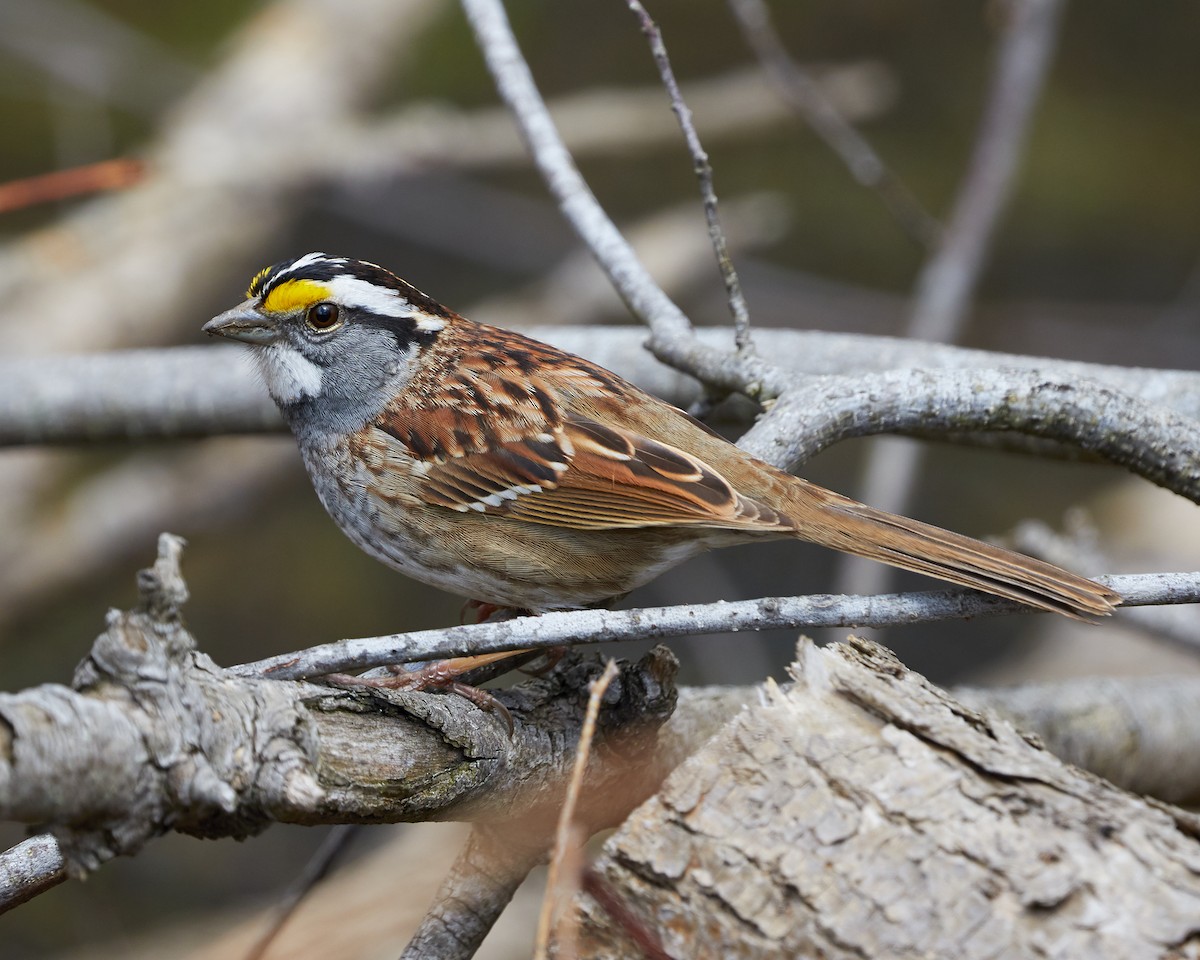 White-throated Sparrow - ML562042231