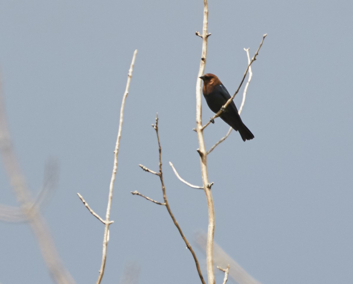 Brown-headed Cowbird - ML562042331