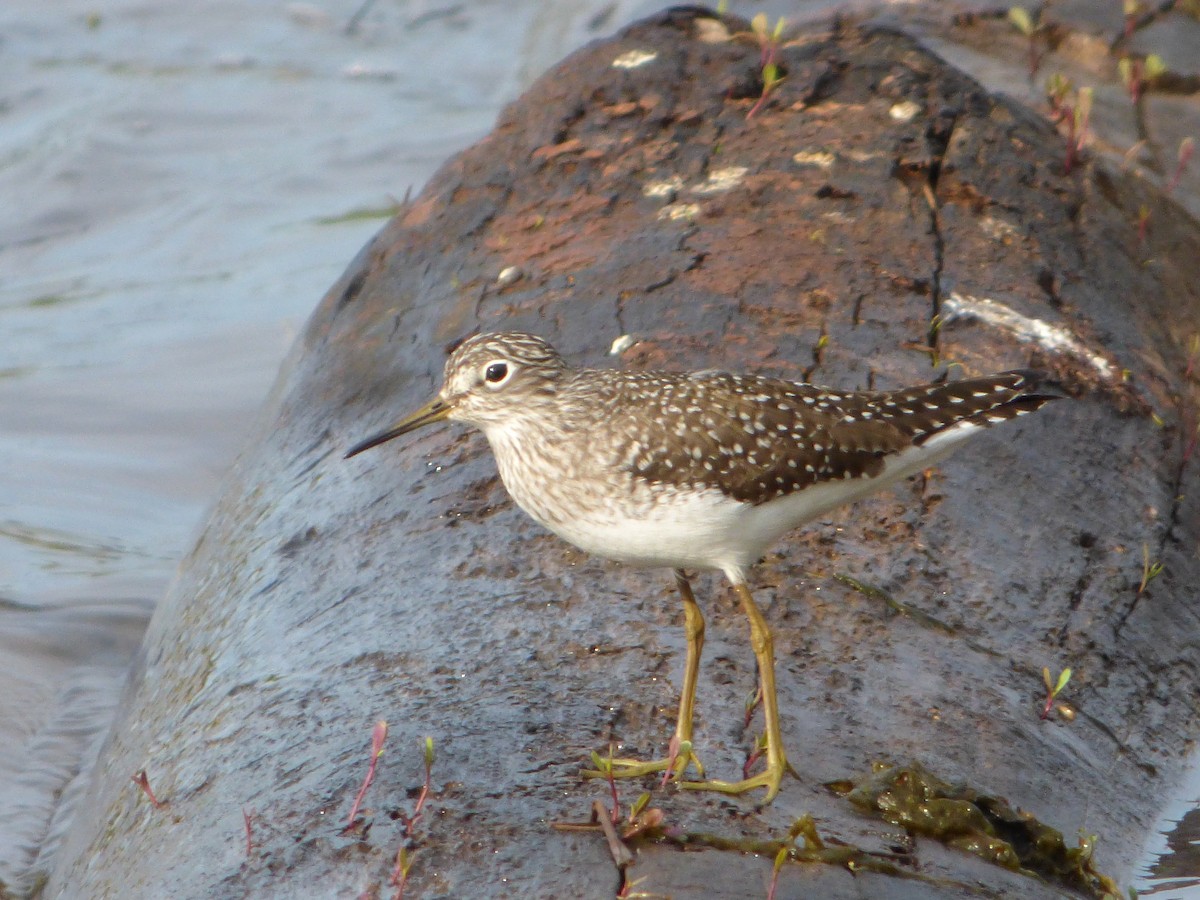 Solitary Sandpiper - ML56204331