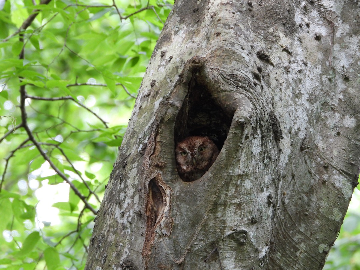 Eastern Screech-Owl - ML562043501