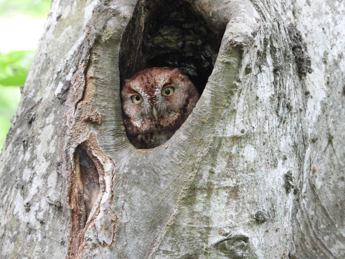 Eastern Screech-Owl - Becky Amedee