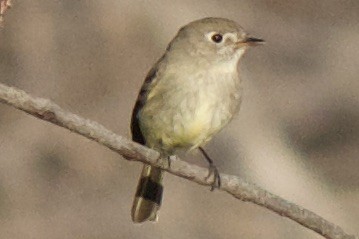 Dusky Flycatcher - ML562044291