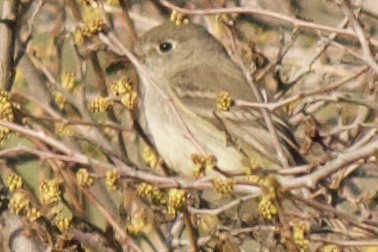 Dusky Flycatcher - ML562044351