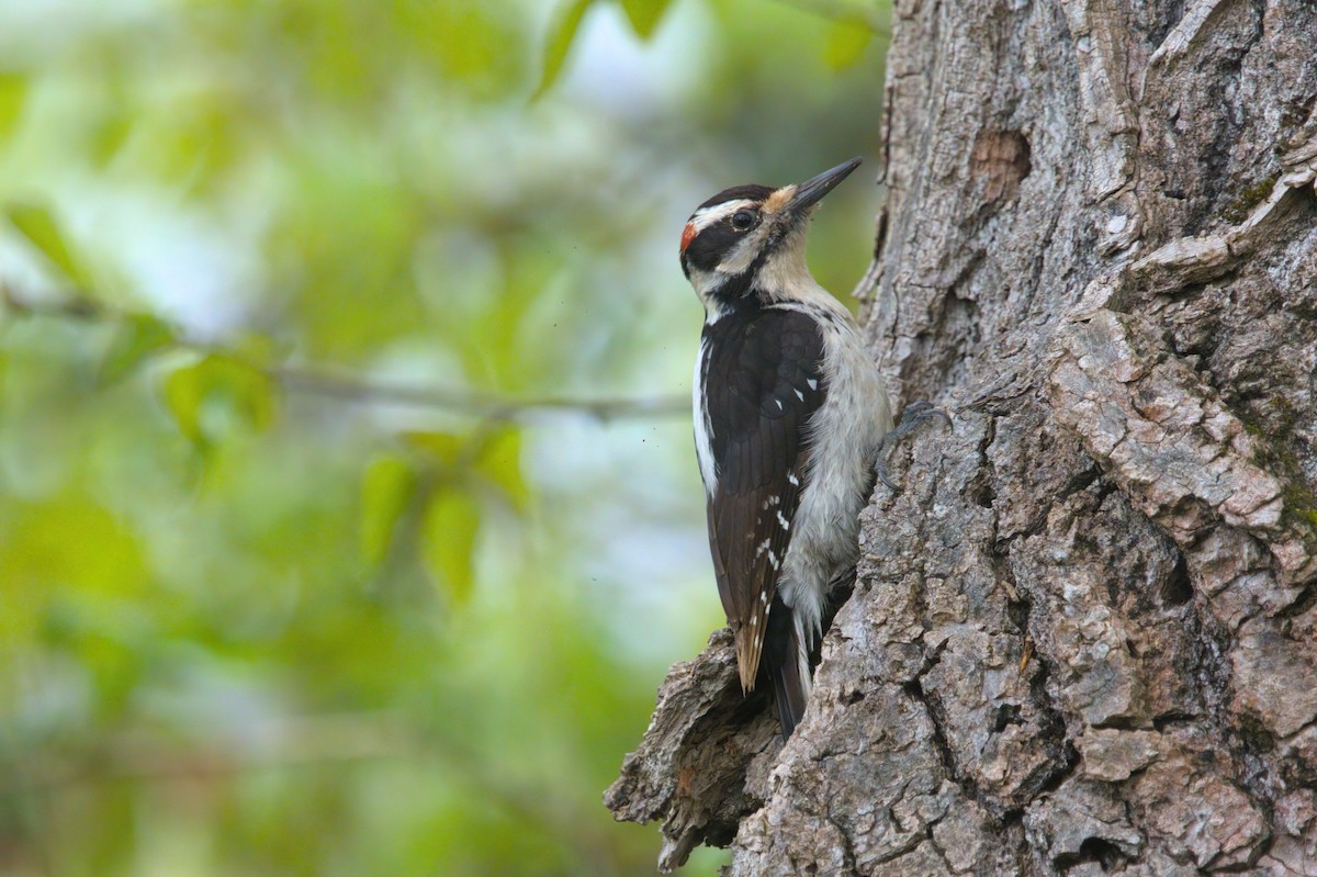 Hairy Woodpecker - ML562044691