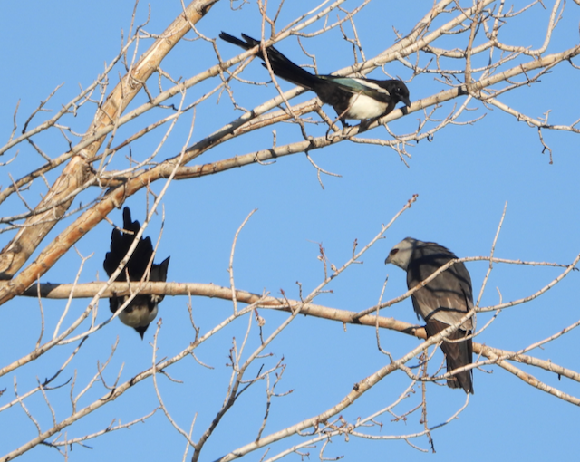 Mississippi Kite - ML562045301