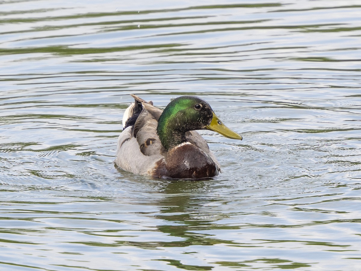 Mallard (Domestic type) - ML562045851