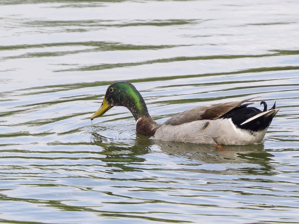 Canard colvert (forme domestique) - ML562045861