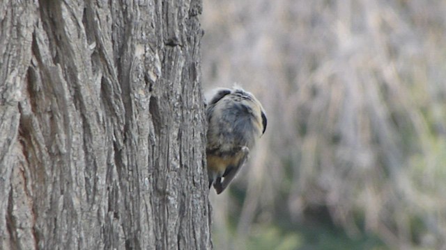 Red-breasted Nuthatch - ML562048041