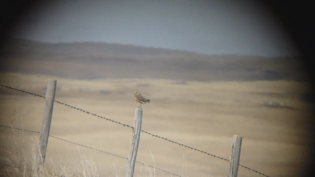 Burrowing Owl - ML562048571