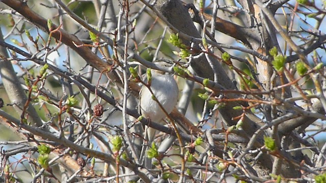 Clay-colored Sparrow - ML562049991