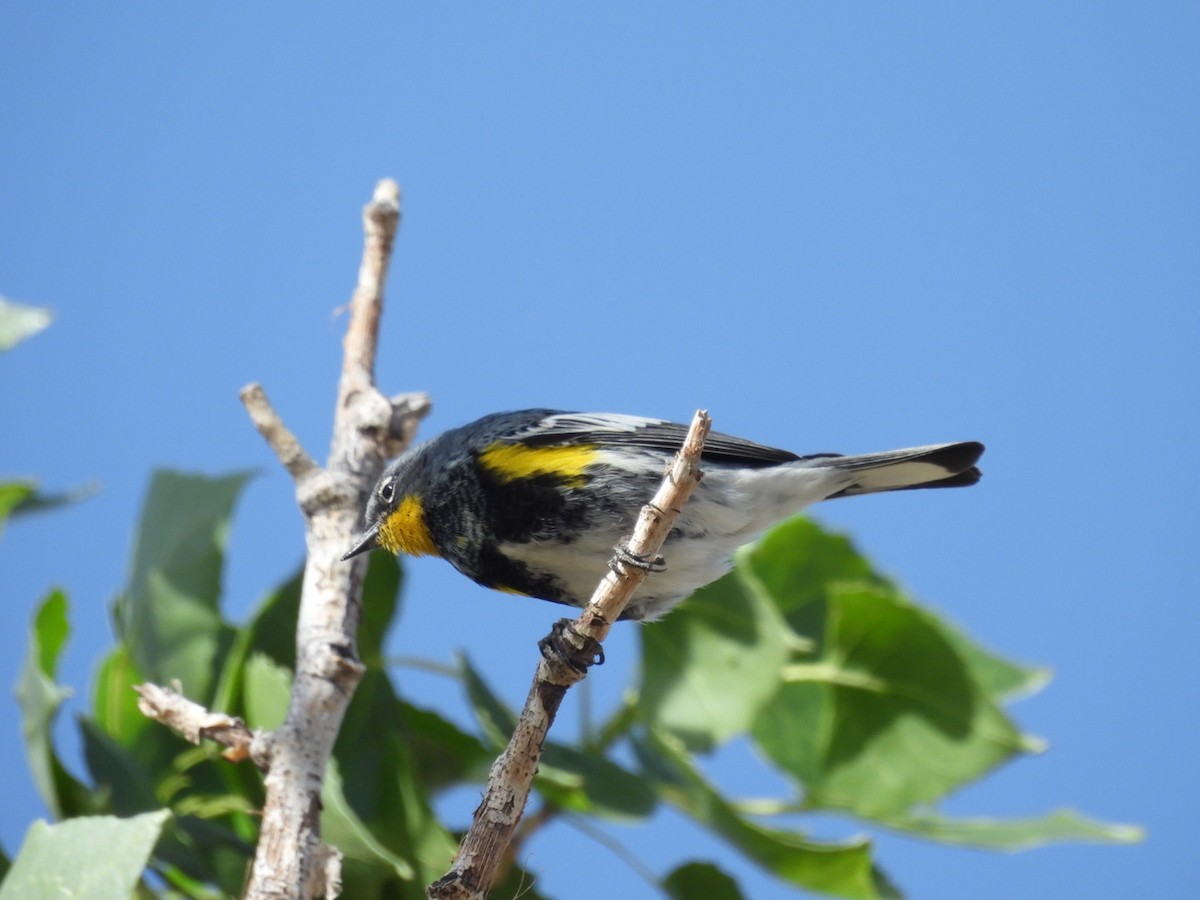 Yellow-rumped Warbler (Audubon's) - Sam Reitenour