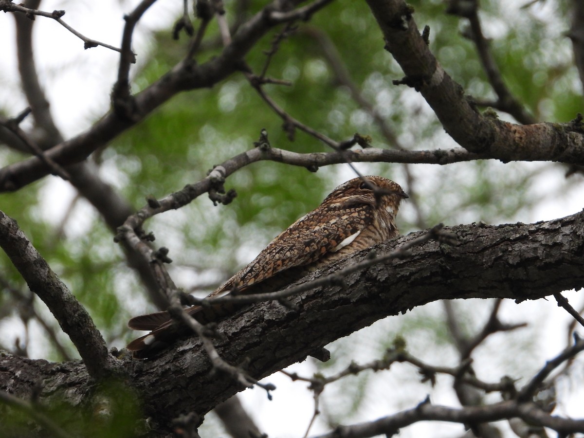 Lesser Nighthawk - ML562051291