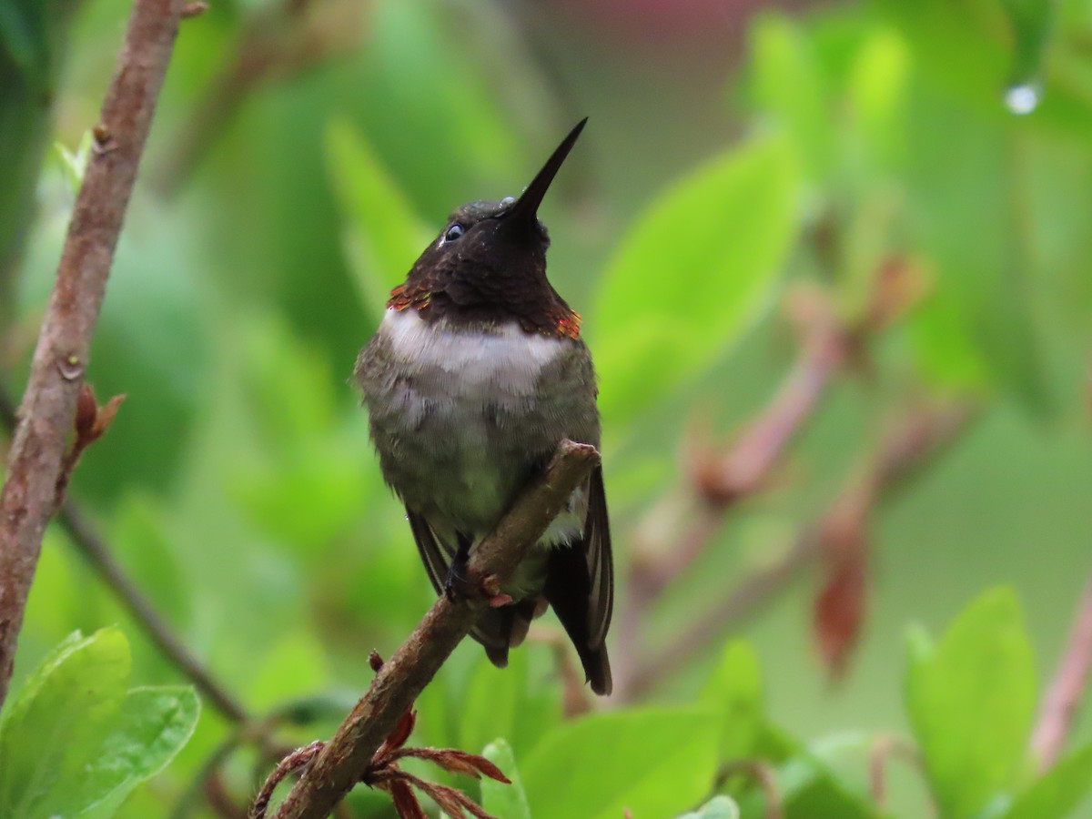 Ruby-throated Hummingbird - ML562051381